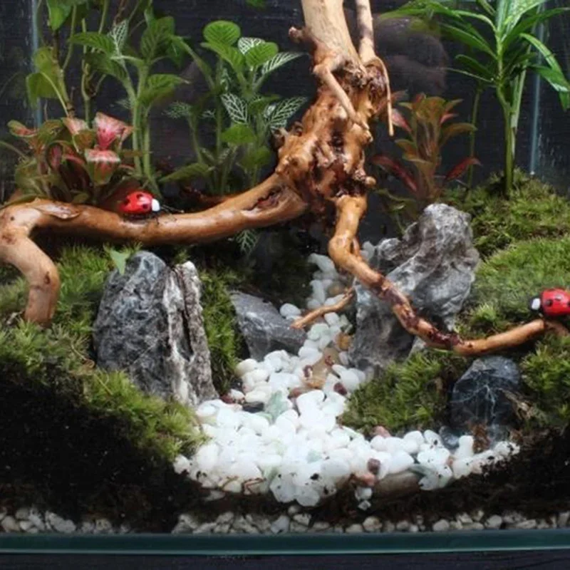 Natural Tree Trunk Driftwood A - đánh giá và giá Aquarium Fish Only