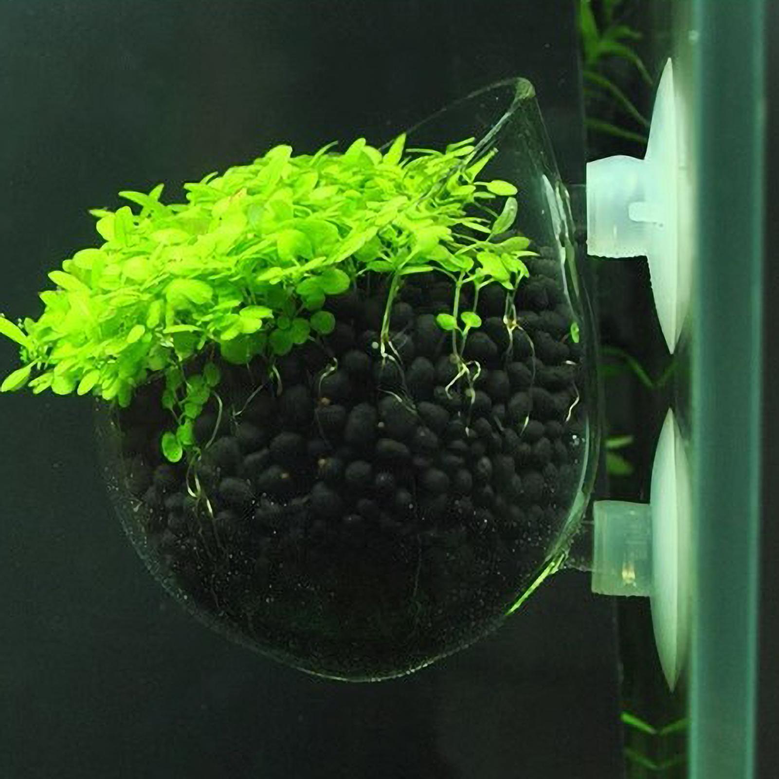 Aquarium Plant Holder Glass Aq - đánh giá và giá Aquarium Fish Only