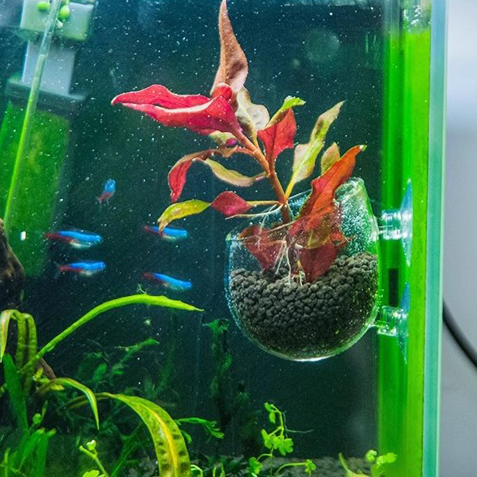 Aquarium Plant Holder Glass Aq - đánh giá và giá Aquarium Fish Only