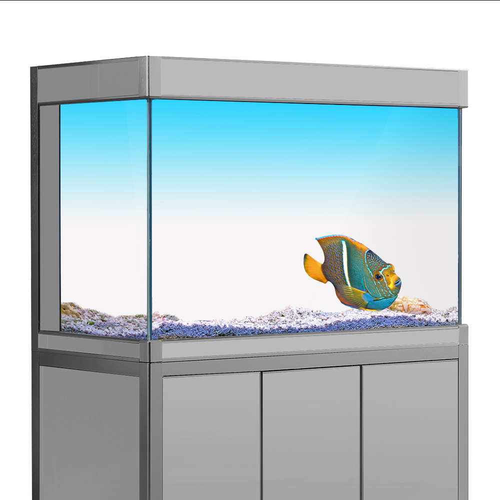 Cá Nền Miếng Dán Trắng Vàng Xa - đánh giá và giá Aquarium Fish Yellow