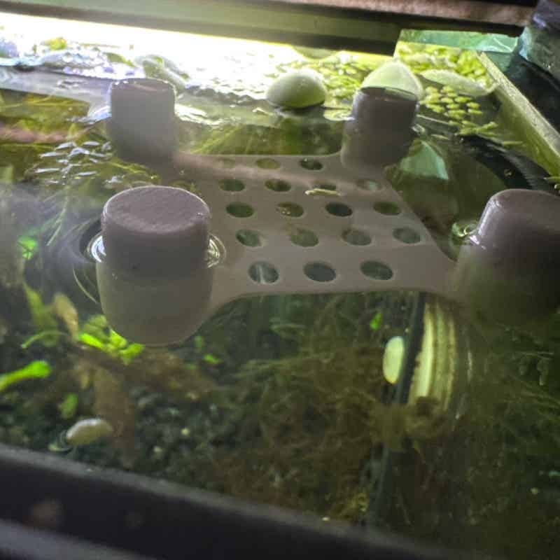 Betta Fish Rest Bed Suction Cu - đánh giá và giá Aquarium Fish Hideout