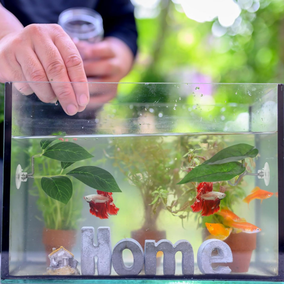 1 PC Betta Fish Hammock Soft A - đánh giá và giá Aquarium Fish Only